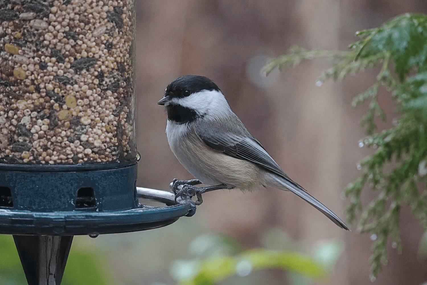 Songbirds - Trailmark Naturals