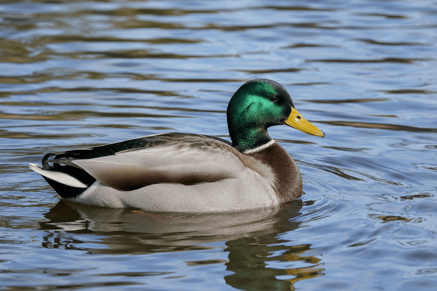 Waterfowl - Trailmark Naturals