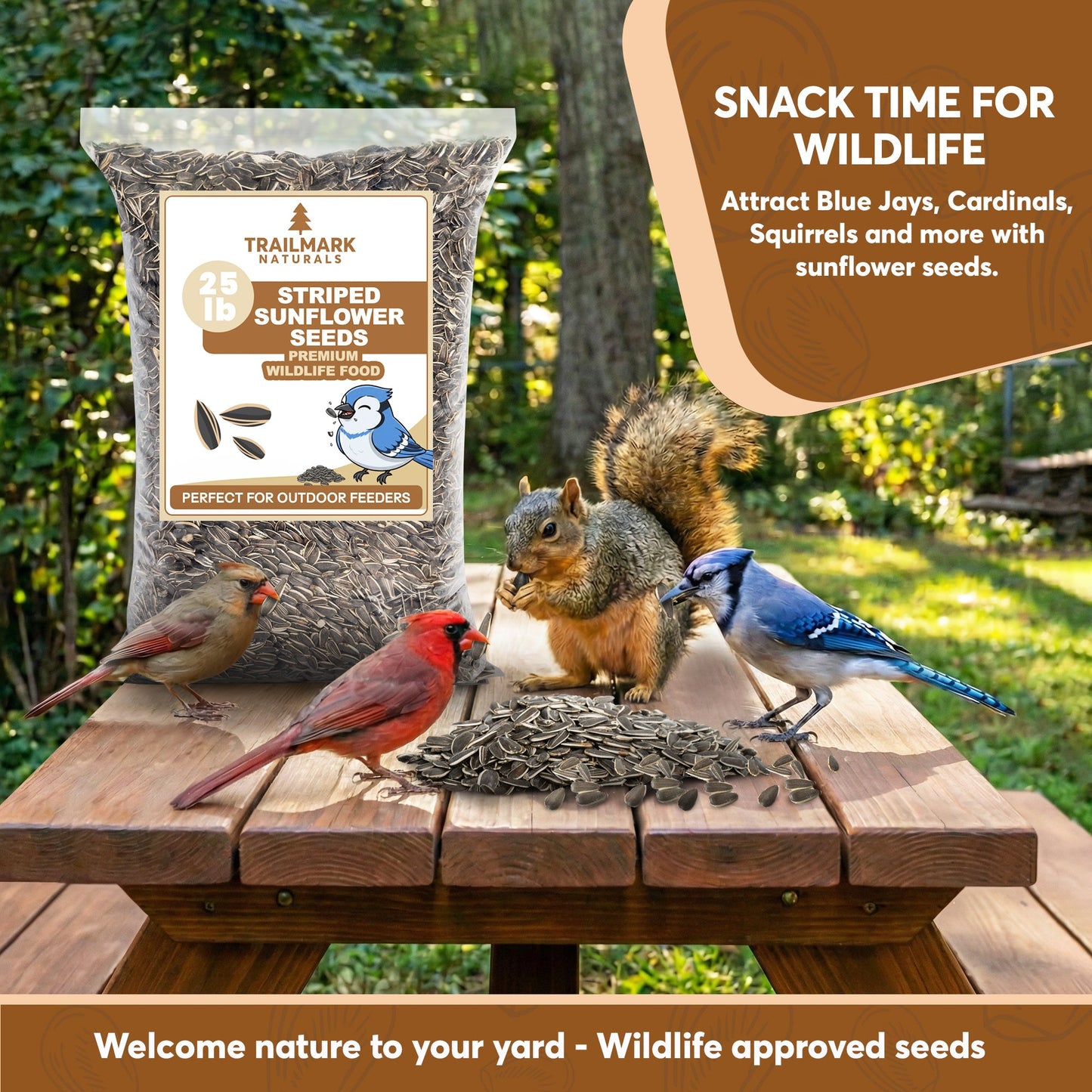 Striped Sunflower Seeds – Trailmark Naturals - Trailmark Naturals